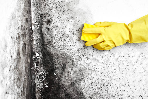 Best White Mold Remediation in St Augustine Beach, FL