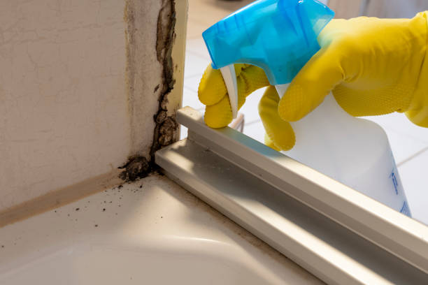Best Mold Testing and Inspection Services in St Augustine Beach, FL