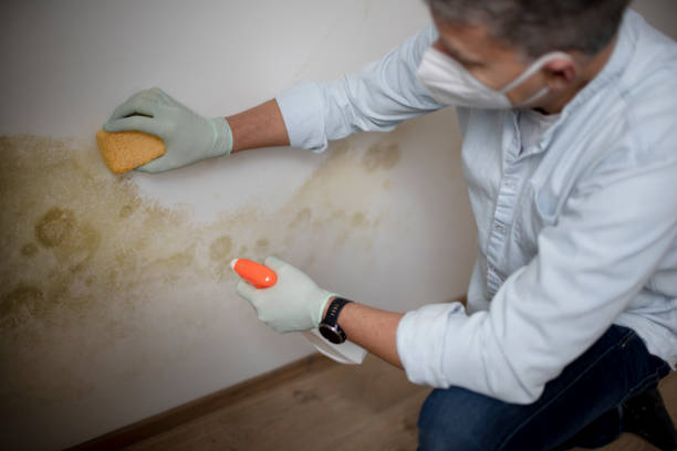 Best Crawl Space Mold Remediation in St Augustine Beach, FL