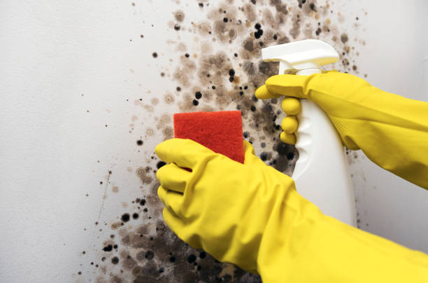 Best DIY Mold Remediation Support Services in St Augustine Beach, FL